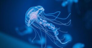 Bioluminescent jellyfish floating in deep blue ocean, highlighting biodiversity through artistic underwater photography.